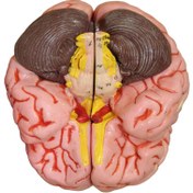 تصویر بازی آموزشی طرح آناتومی 4 قسمتی مغز انسان 