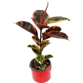 تصویر گیاه طبیعی فیکوس کد R30 