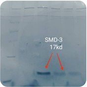 تصویر پروتئین نوترکیب (10nanogram) Smith Ag-۳ 