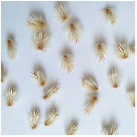 تصویر گل خشک قاصدک وحشی (بسته۵تایی) - 