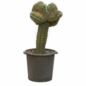 تصویر کاکتوس کلکسیونی خاص 