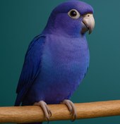 تصویر طوطی تراکویس سینگل ویولت نرمال – شاهکار رنگ و وقار در خانه 