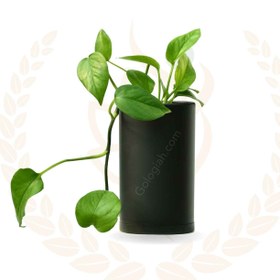 تصویر پتوس سبز نشاء 