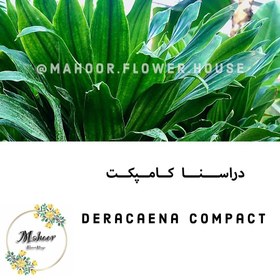 تصویر دراسنا کامپکت 