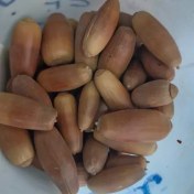 تصویر بلوط یک سیر 