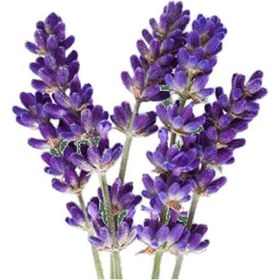 تصویر بذر اسطوخودوس 