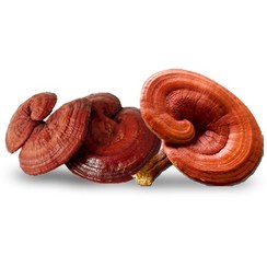 تصویر قارچ گانودرما 50 گرمی Ganoderma lucidum(هزینه ارسال 45000تومان) 