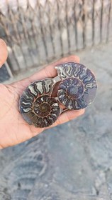تصویر فسیل آمونیت دکوری 