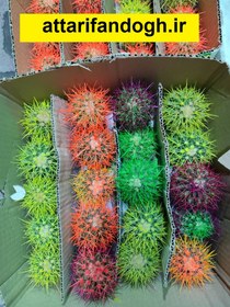 تصویر کاکتوس اچینو رنگی عمده 