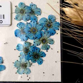 تصویر گل خشک شکوفه آبی 