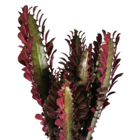 تصویر افوربیا قرمز لوکس 