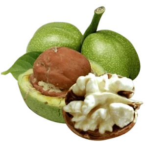 تصویر فروشگاه نهالستان رویال رونق