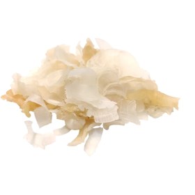 تصویر کتیرا صدفی 