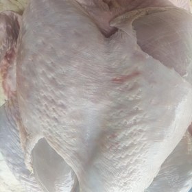 تصویر ران و سینه بوقلمون 2 کیلو تازه کشتار روز 