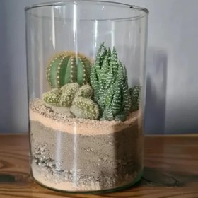 تصویر تراریوم کاکتوس | کد: ZNB-GRX 