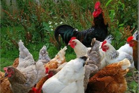 تصویر تخم نطفه دار بومی 