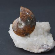 تصویر فسیل های میلیون ساله آمونیت - شماره 