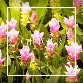 تصویر اسانس Ginger 