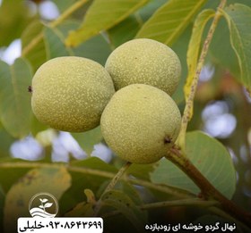 تصویر گردو خوشه ای 