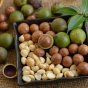 تصویر نهال ماکادمیا Macadamia plant