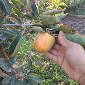 تصویر نهال خرمالو موزی 