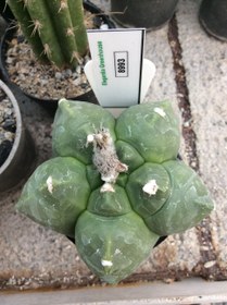 تصویر بذر کاکتوس آستروفیتوم کیکو نودوم ژاپن ELG.8993 - بسته 10 عددی Astrophytum Myrio Kikko nudum JAPAN ELG.8993