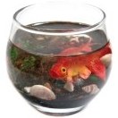 تصویر تنگ ماهی قرمز کد 001 