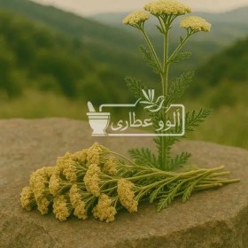 تصویر بومادران ممتاز 