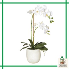 تصویر ارکیده | کد: ZNB-1ESN 