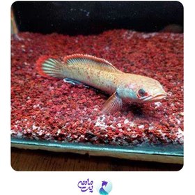 تصویر چانا فایر اند ایس سایز 10 تا 12 سانت 