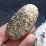 تصویر نگین درشت سنگ طبیعی فسیل مرجان معدنی کد 29190 