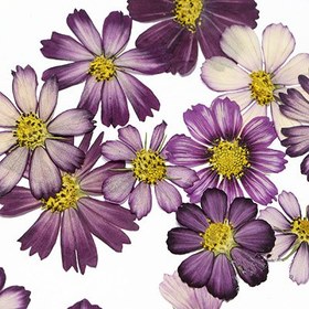 تصویر گل خشک ستاره ای 