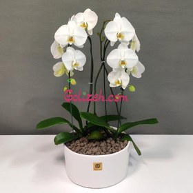 تصویر ارکیده سفید دو بوته 