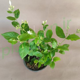 تصویر یاس رازقی گلدان8 