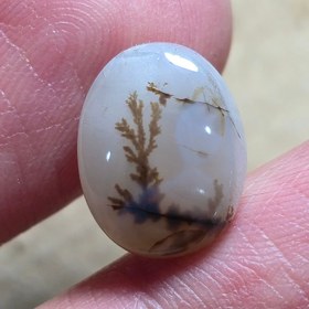 تصویر شجر قائنات. 