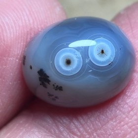 تصویر باباقوری شجر قائن دوچشم 