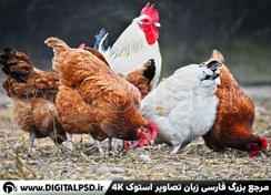 تصویر دانلود عکس با کیفیت مرغ و خروس محلی 