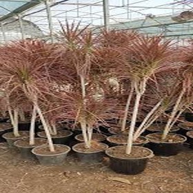 تصویر دراسینا پایه‌دار 