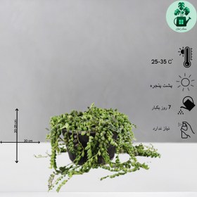 تصویر کراسولا غوره ای 