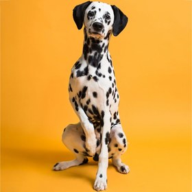 تصویر فون کاغذی Savage Widetone Seamless #43 Marmalade 