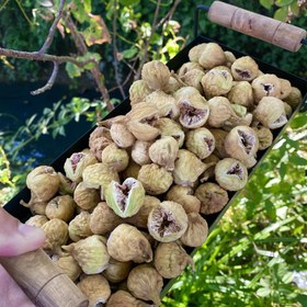 تصویر انجیر غنچه ممتاز 