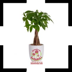 تصویر خرید پاچیرا کوچک (درخت پول مینیاتوری) | گیاه آپارتمانی خاص برای هدیه و دکور Pachira Aquatica