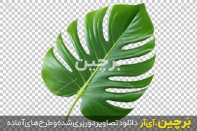 تصویر گیاه برگ انجیری png 