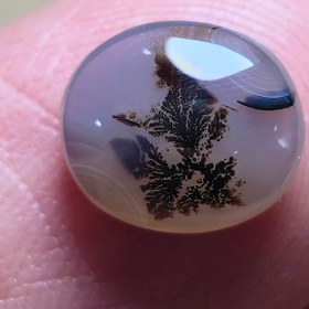 تصویر شجر قائن سایز کوچک 