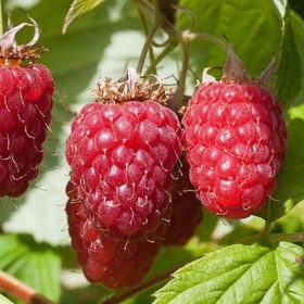 تصویر نهال رزبری قرمز Raspberry plant