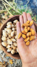 تصویر بادام محب Almond