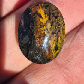 تصویر شجر پاییزه گل اناری Shajar anari