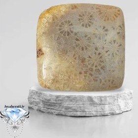 تصویر فسیل مرجان طبیعی اندونزی 