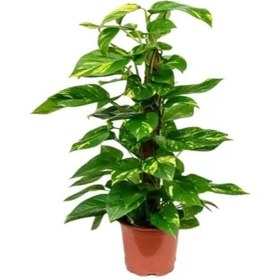 تصویر گیاه پتوس چماقی 