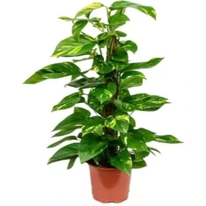 تصویر فروشگاه گلخانه فردوس